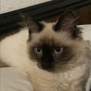 Meet your Posher, Adrian